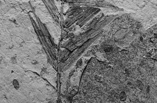 1.6亿年样貌不变 这种植物“活化石”暗藏古气候秘密