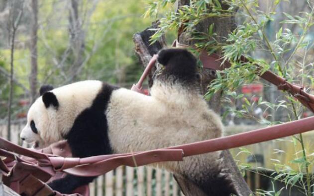 大熊猫架起中国与西班牙友谊桥梁